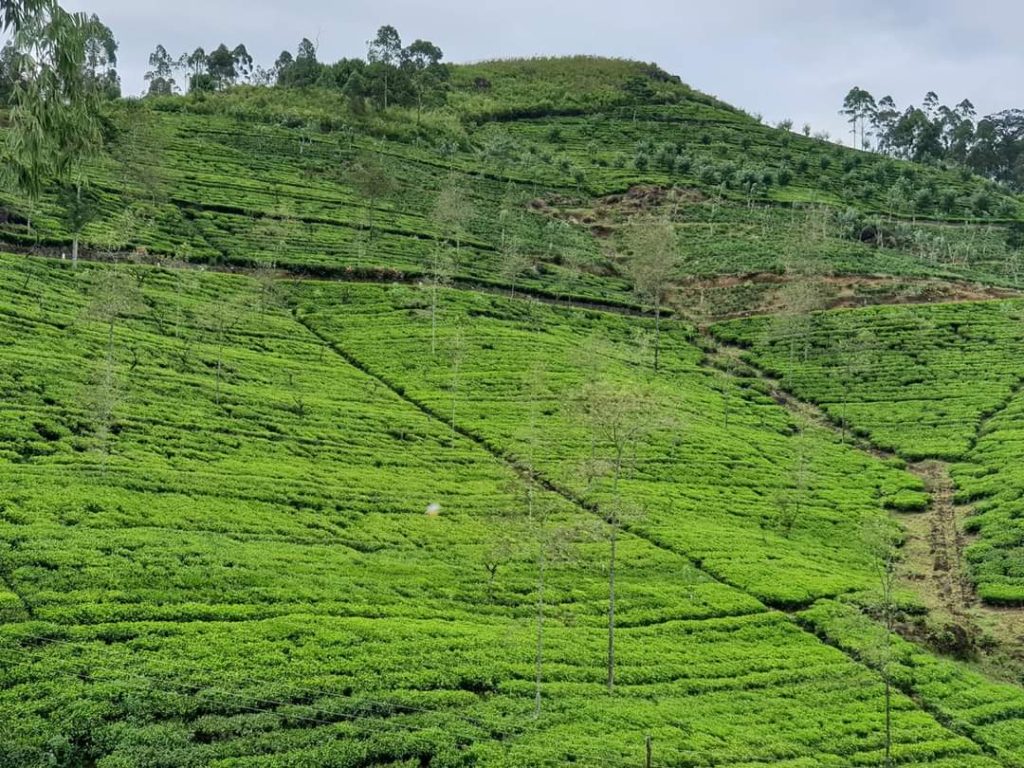 Sri lanka s českým průvodcem - Nuwara Eliya a čajové plantáže na Srí Lance