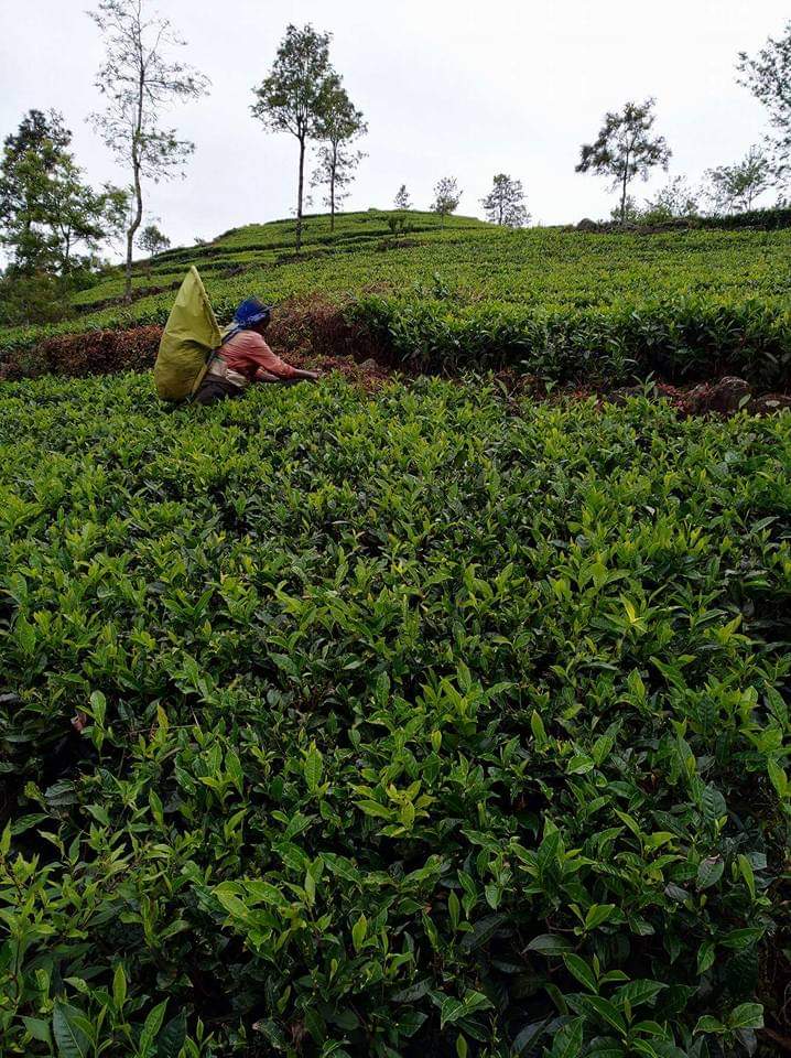 Sri lanka s českým průvodcem - Nuwara Eliya a čajové plantáže na Srí Lance