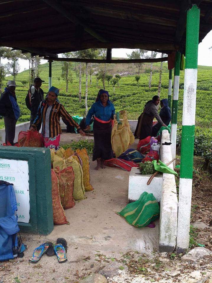 Sri lanka s českým průvodcem - Nuwara Eliya a čajové plantáže na Srí Lance